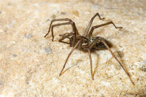 Big House Spider Tegenaria Domestica Stock Image - Image of legs ...