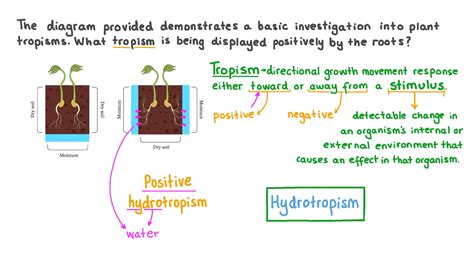 Hydrotropism In Plants