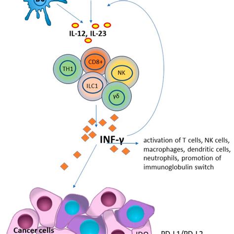 Interferon Gamma Ifn γ Plays A Key Role In Host Defense And Immune Download Scientific