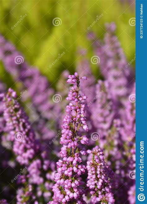 Pink Bell Heather Stock Image Image Of Leaf Plant 237724123