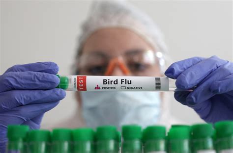 Flu Experts Gather With H5n1 Risk On The Agenda Ibtimes