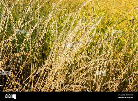 Sideoats Grama Grass Bouteloua Curtipendula Grass Seedheads Autumn Seed Heads Perennial