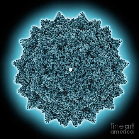 Adeno Associated Virus Type 2 Capsid Photograph By Laguna Design