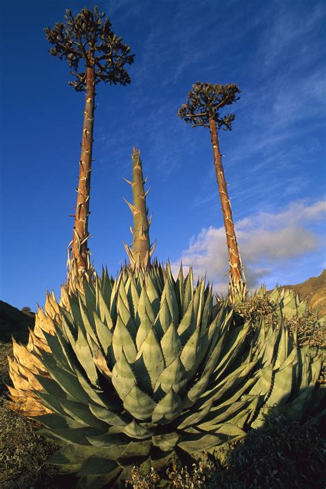 Agave Definition Uses Facts Britannica 40 OFF