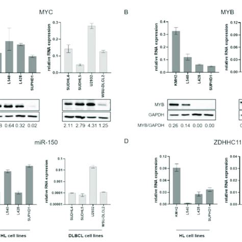 Myc And Myb Protein And Myc Myb Mir And Zdhcc Transcript Levels