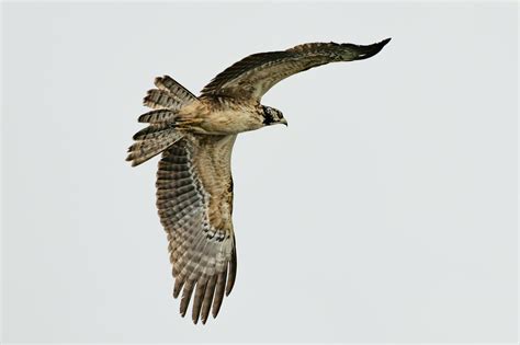 Falcon Flying Photos, Download The BEST Free Falcon Flying Stock Photos ...