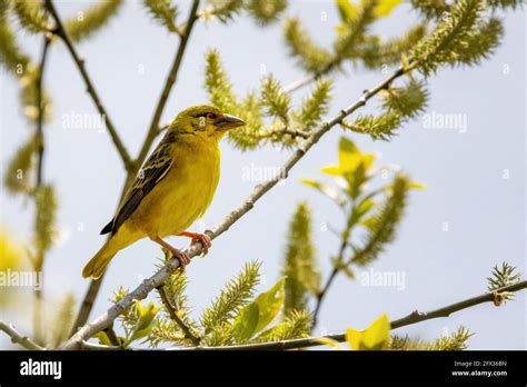 Female Black Headed Weaver Bird Ploceus Melanocephalus Perched In A