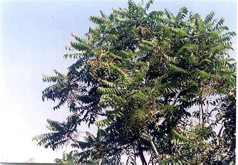 Tree of Heaven - Ailanthus excelsa