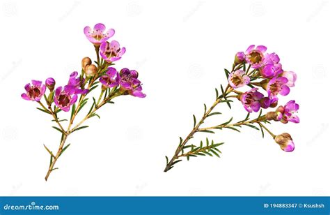 Pink Chamelaucium Flowers In A Square Flat Arrangement Isolated On