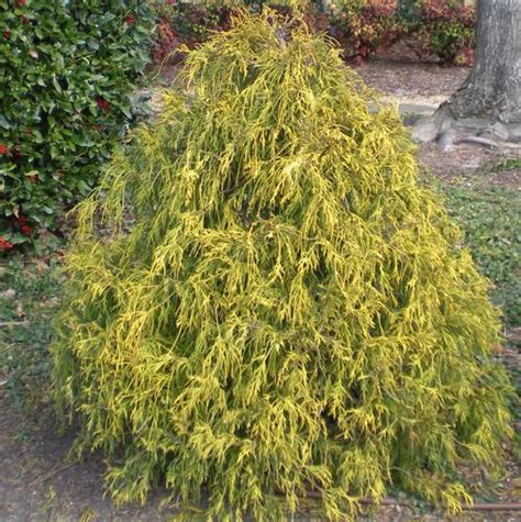 Chamaecyparis Pisifera ‘filifera Nana Aurea Gold Mop Japanese False