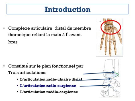 SOLUTION Articulation Du Poignet Arthrologie Anatomie Humaine Studypool