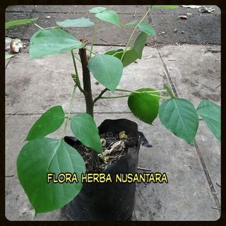 Jual Terbaru Tanaman Hidup Daun Dadap Serep Pohon Dadap Serep Dadap