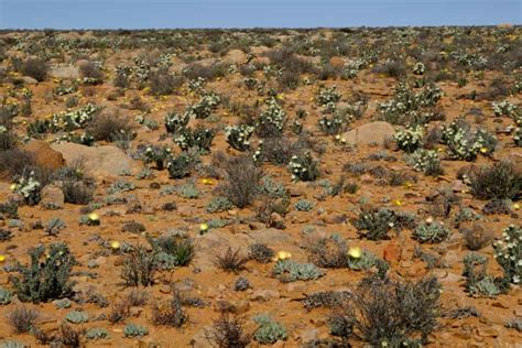 Succulent smuggling: why are South Africa's rare desert plants ...