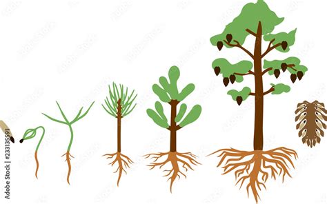 Pine Tree Life Cycle Stages Of Growth From Seed To Mature Pine Tree