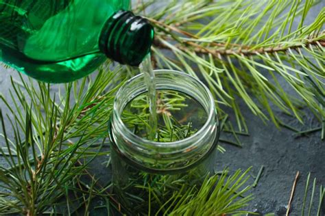 Pine Needle Tincture Recipe Simplybeyondherbs