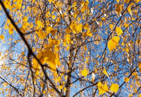 Premium Photo | Birch tree in autumn