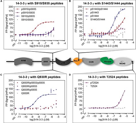 Frontiers Binding Of The Human 14 3 3 Isoforms To Distinct Sites In