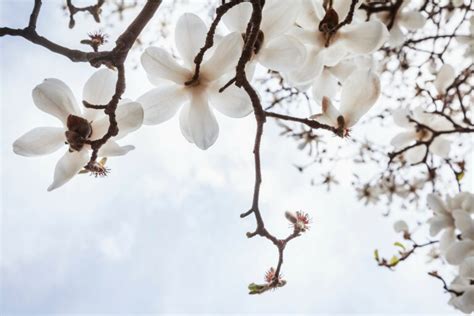 Magnolia Tree Facts-Everything You Need to Know