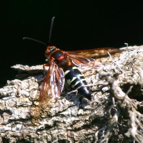 Hornet Sphecius Speciosus Bugguide