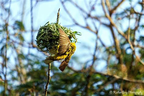 My Sweet Mauritius Quand L Oiseau Fait Son Nid