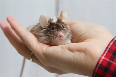 Hamster Vs Mouse Vet Reviewed Differences With Pictures Pangovet