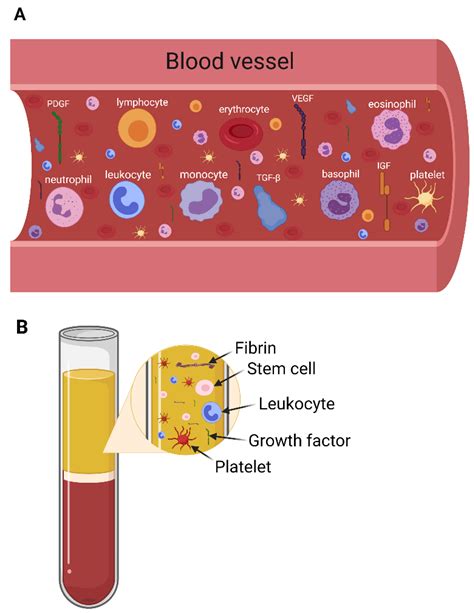 Ijms Free Full Text From Blood To Regenerative Tissue How