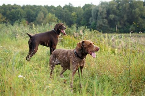 Hunting German Shorthaired Pointer Stock Image - Image of haired ...