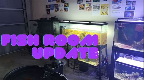 Fish Room Update Youtube