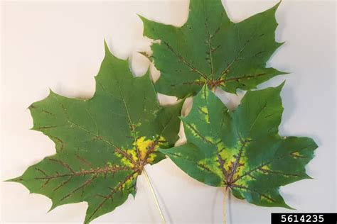 Maple Tree Diseases: A Comprehensive Guide