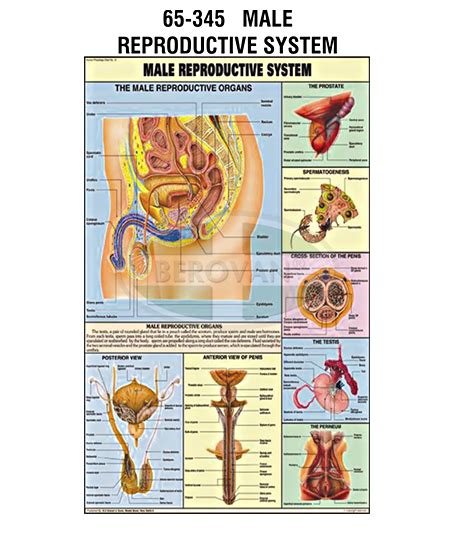 Male Reproductive Chart