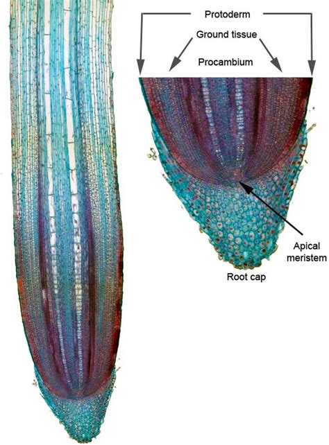 Root Tip Diagram Labeled