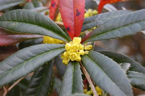 Berberis julianae: characteristics, care and pests - DIY Gardens