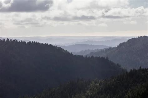 Rboles De Secuoyas Costeras Sequoia Sempervirens Prosperan En Un