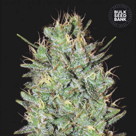 Bulk Seeds Bank Amnesia Haze Indras Planet 18 00