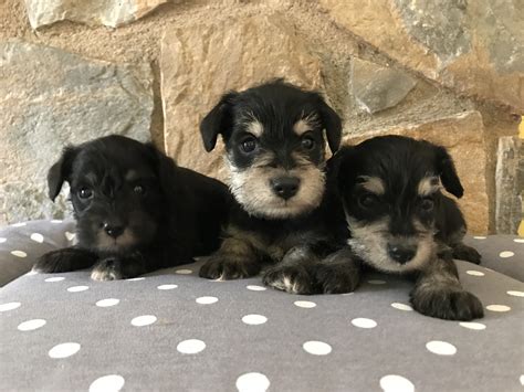 Cachorros Negro Y Plata Forata