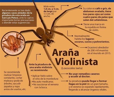 Cómo Debemos Actuar Ante Una Picadura De La Araña Del Rincón