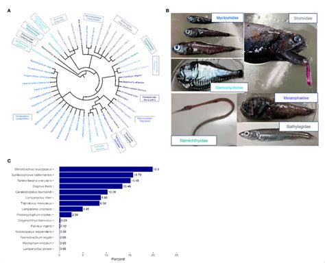 (A) Phylogeny representing the diversity of mesopelagic fish prey found ...