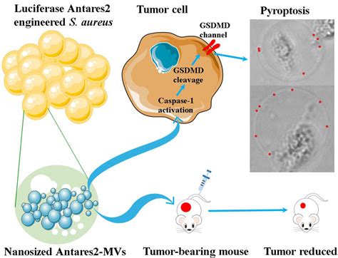 Membrane Vesicles Kill Tumors Via Pyroptosis Pathway Ijn