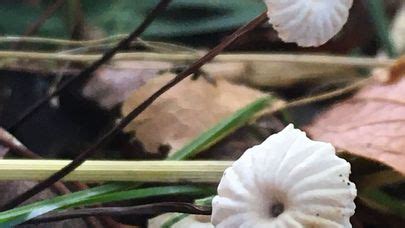 Marasmius Rotula The Ultimate Mushroom Guide