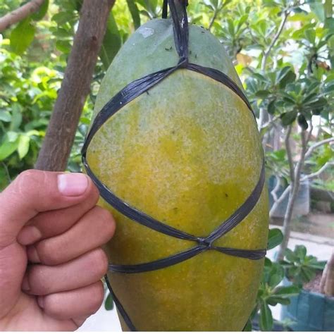 Bibit Mangga Kiojay Thailand Lazada Indonesia