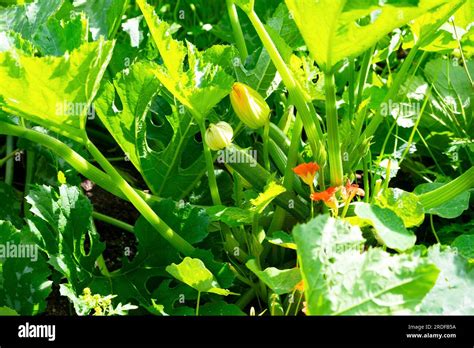 Italian Zucchini Courgette With Flowers Growing On Plant In Garden In Summer Sunshine