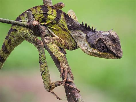 HD Wallpaper Wildlife Salamanders Emma Cuc Phuong National Park