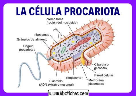 Esquema De La Celula Procariota Y Sus Partes Consejos Celulares