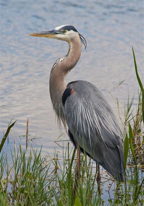 Great Blue Heron Stock Photo Image Of Lone America 24089576