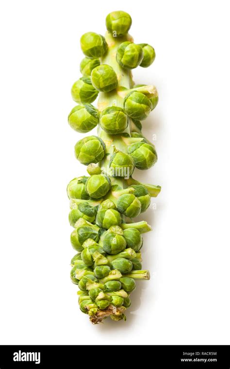 Stalk Of Fresh Brussel Sprouts Isolated On A White Studio Background