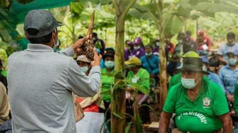 Vraem M S De Agricultores Fortalecen Sus Capacidades Productivas