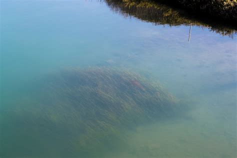 Underwater Meadows of Life | Nature Collective