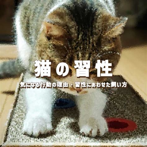 猫の習性を知ろう！あの行動の理由とは？習性に合わせた飼い方もご紹介