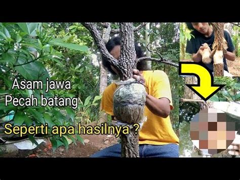 Update Panen Asam Jawa Hasil Dari Cangkok Pecah Batang Tamarindus