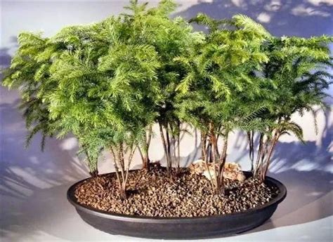 Best Indoor Bonsai Trees For Beginners Balcony Garden Web